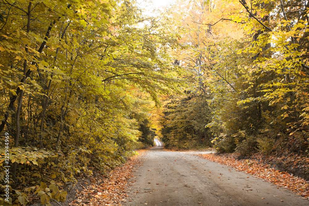 road through an autumn forest with trees changing leaves colors