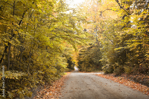 road through an autumn forest with trees changing leaves colors