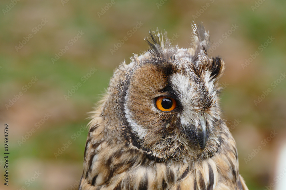 Owl (long-eared) Owl (long-eared)