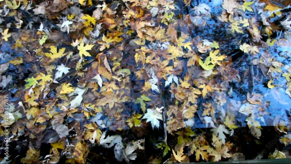 Autumn leaves background Autumn leaves background