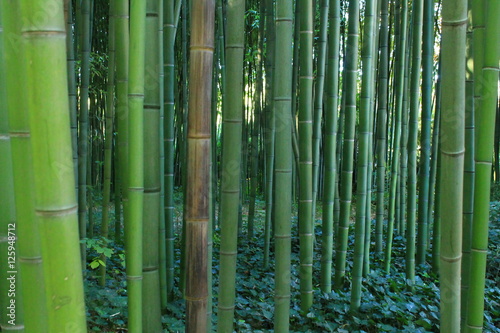 La bambouseraie en Cévennes d’Anduze