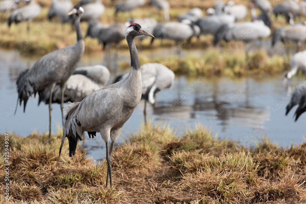 Fototapeta premium Common crane in a wetland at a stopover site
