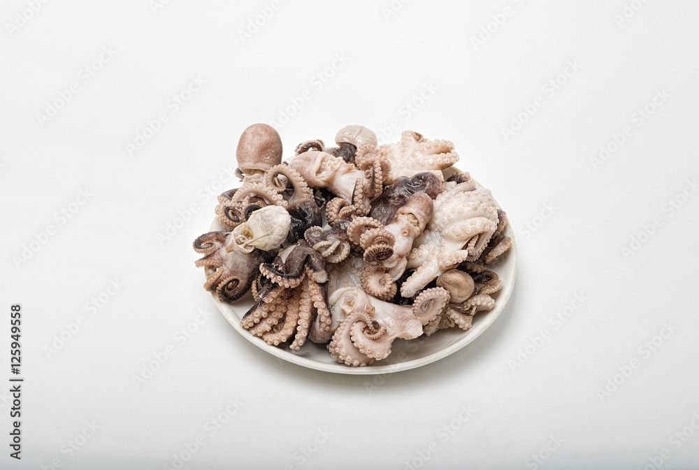 small octopus isolate