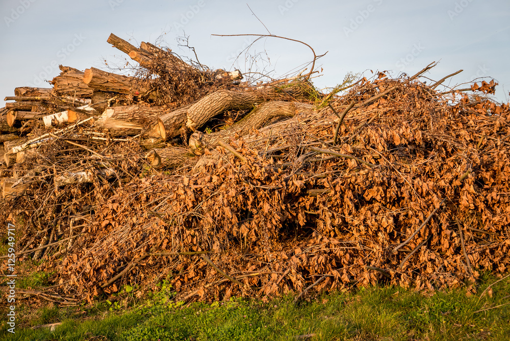 Fototapeta premium Holzlager mit alten Baumstämmen