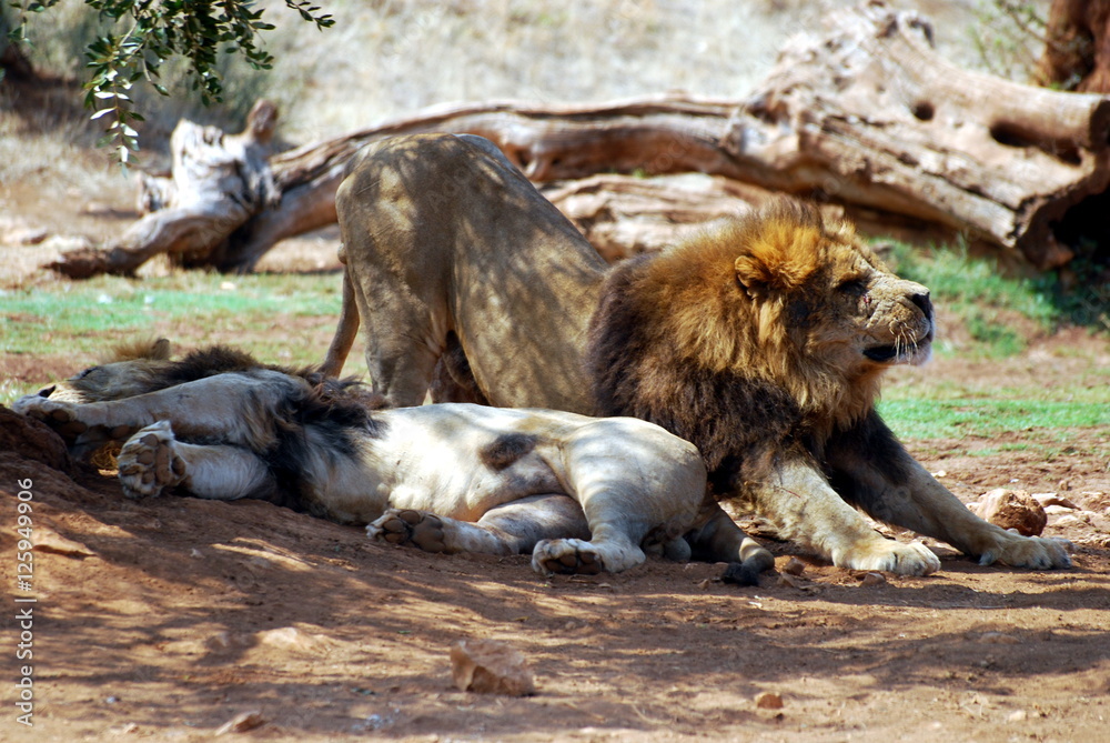 Obraz premium Safari park