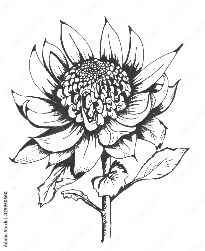 Waratah line art large open single isolated bloom on stem with leaves ...