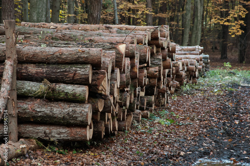 autumn forest-felling of trees