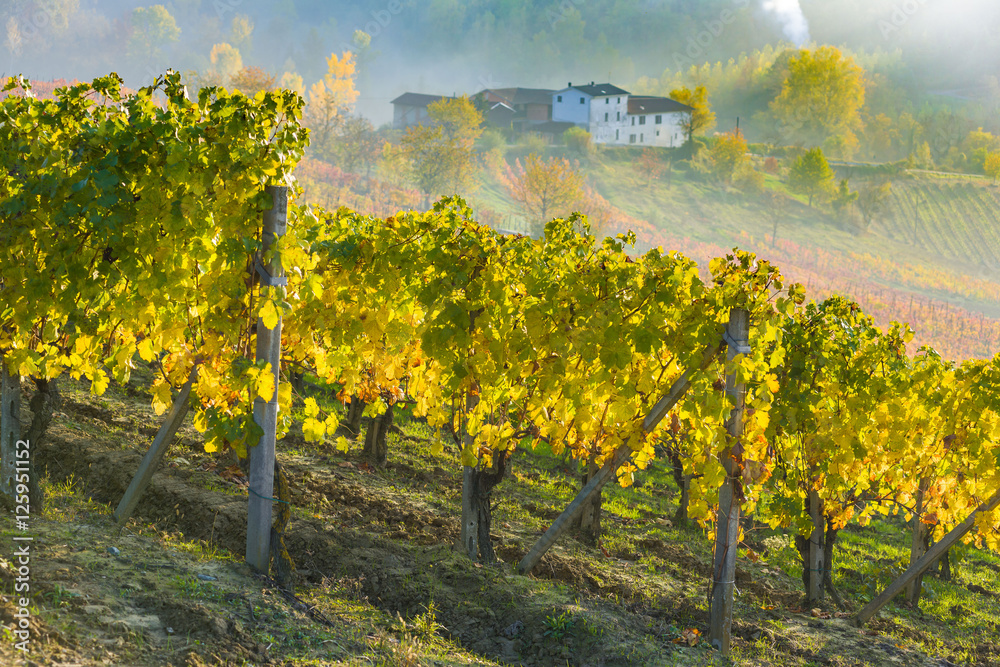 Vineyards in Piedmont