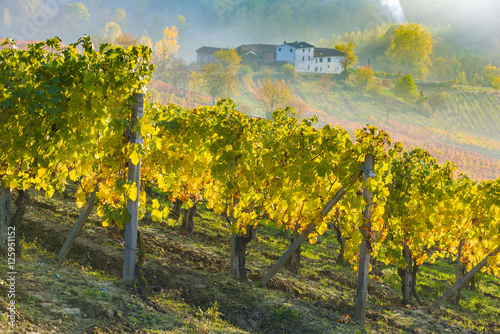 Fototapeta Naklejka Na Ścianę i Meble -  Vineyards in Piedmont