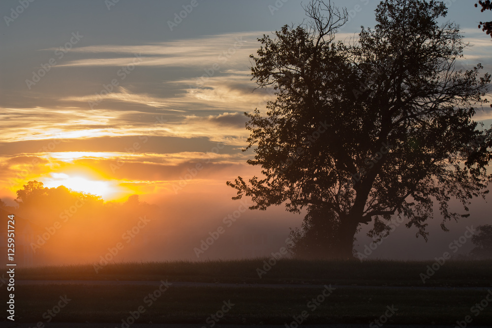 sunrise, fog, mornings, tree