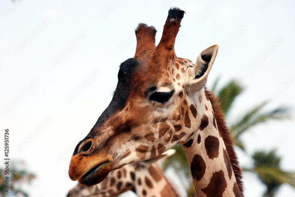 Naklejka premium Safari park