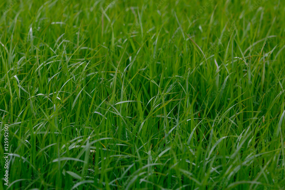 Background of a green grass. Green grass texture Background of a green grass. Green grass texture