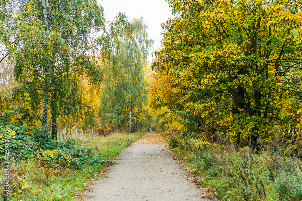 Fototapeta premium Footpath receding through autumn woodland