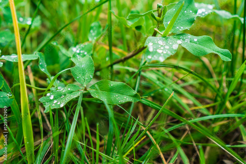 Raindrops or dewdrops on green grass and leaves