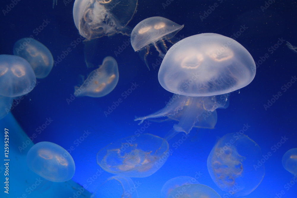Jellyfish (medusa)