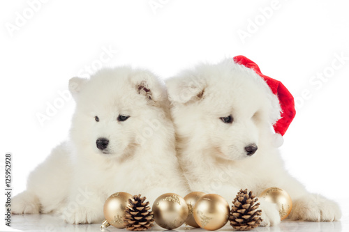 puppies portrait.  new year concept  christmas concept