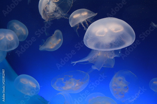 Jellyfish  medusa 