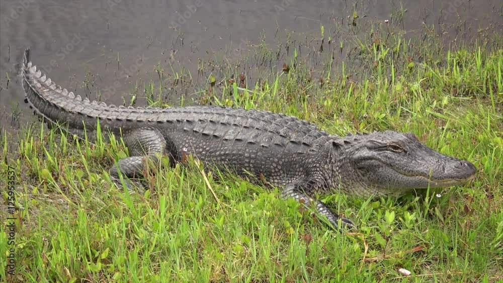 American alligator on bank of a canal at Sabine National Wildlife Refuge in Louisiana American alligator on bank of a canal at Sabine National Wildlife Refuge in Louisiana