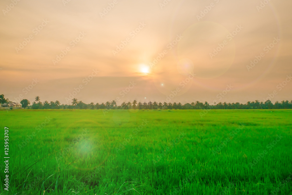 Green rice wheat field on the sunset cloudy orange sky background Copy space of the setting sun rays on horizon in rural meadow Close up nature photo Idea of a rich harvest.
