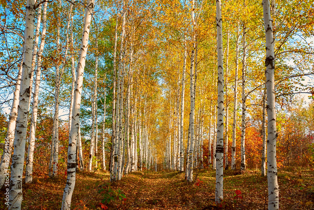 Fototapeta premium Birch avenue