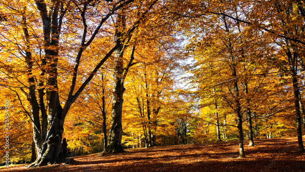 colorful fall forest scenery