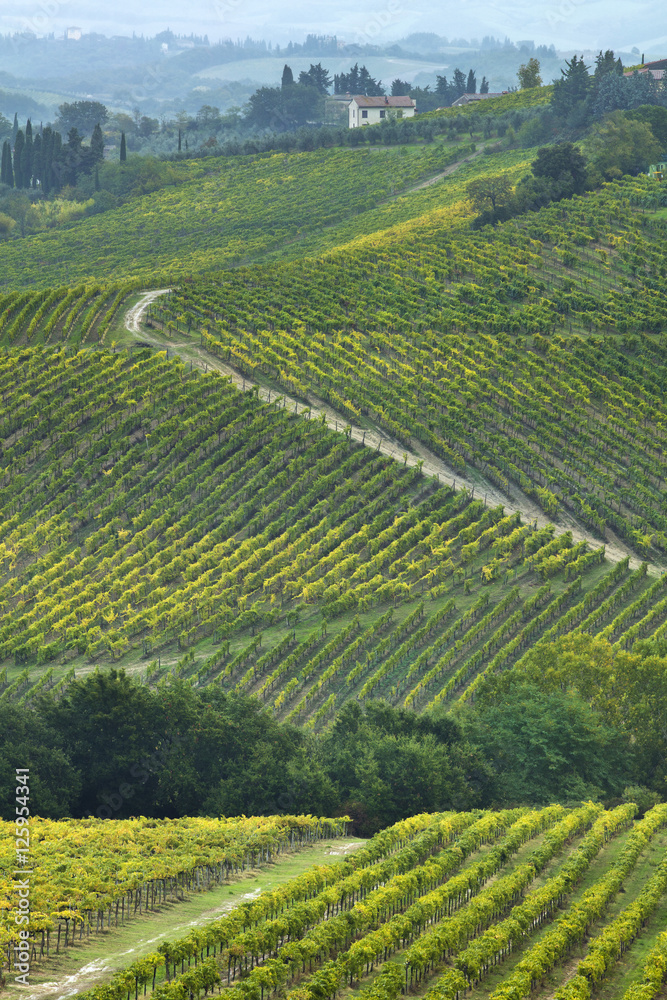 fields of vinegar in Tuscany