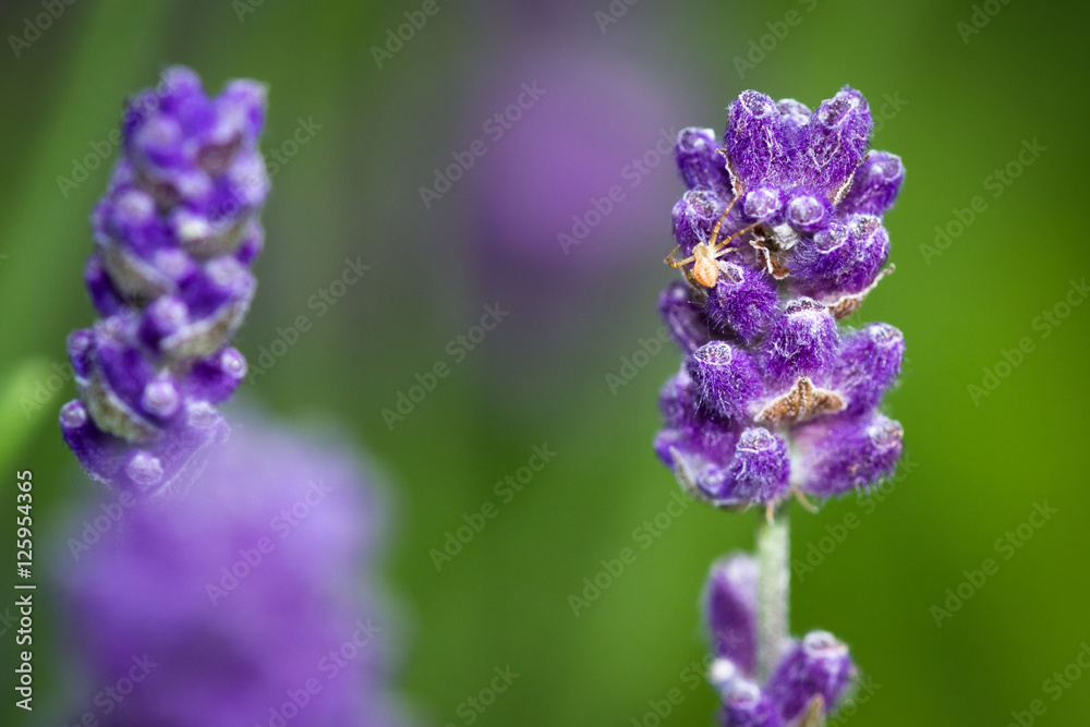 Obraz premium lavender flowers close up