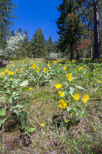 Fototapeta Naklejka Na Ścianę i Meble -  wild spring flowers