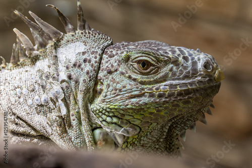 Closeup of an iguana reptil face 2