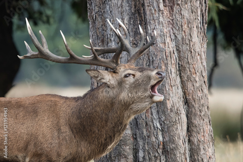 Red Deer  Deers  Cervus elaphus - Rut time.