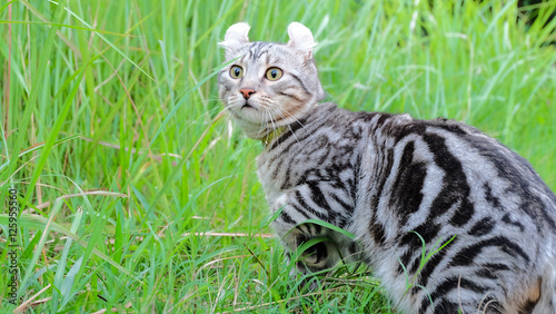 American Curl cat On the lawn photo