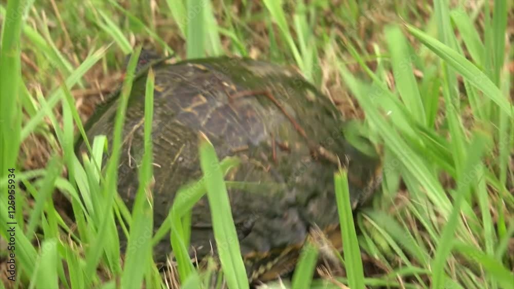 Red-eared Slider turtle runs to safety at Sabine National Wildlife Refuge in Louisiana Red-eared Slider turtle runs to safety at Sabine National Wildlife Refuge in Louisiana