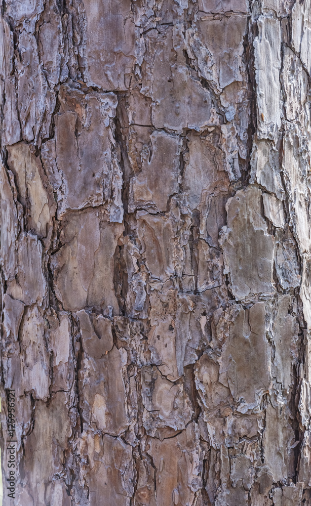 Obraz premium Tree bark