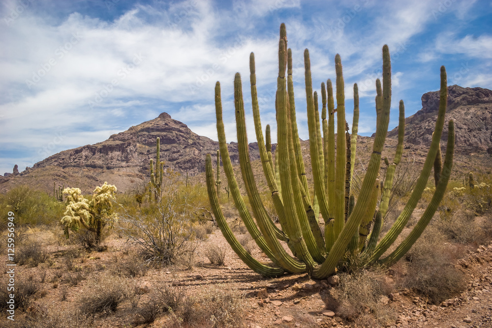 Organ Pipe Cactus