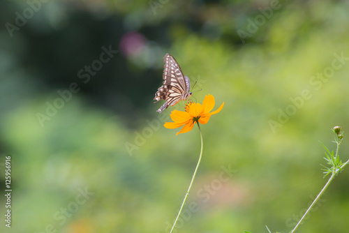 노란 코스모스와 나비 © sephoto