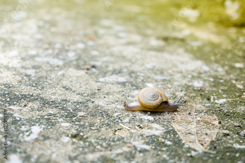 selective focus at the small snail with blur background..Image I