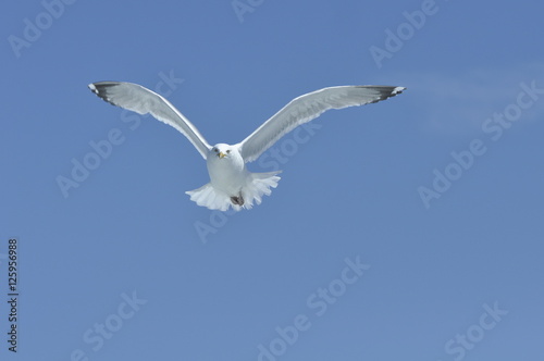 Seagull  North Shore  Massachusetts