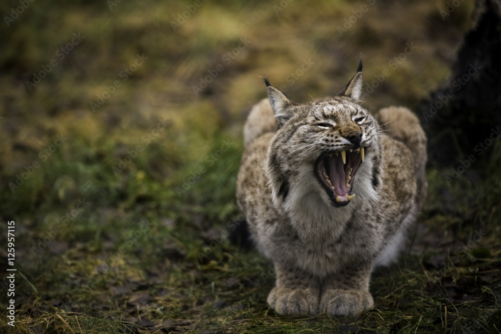 Fototapeta premium Close-up portrait of Eurasian Lynx yawning in the autumn forest in the Arctic Norway. Cute wild cat has big paws, warm fur and black tufts on its ears.