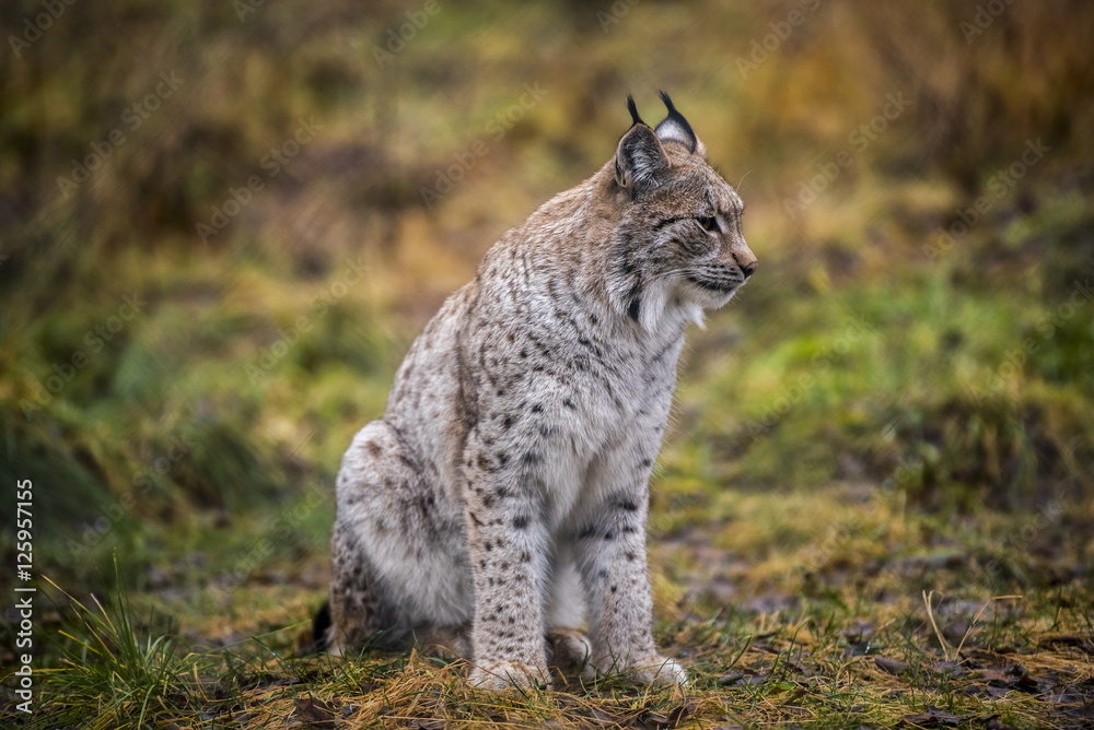 Obraz premium Close-up portrait of Eurasian Lynx in the autumn forest in the Arctic Norway. Cute wild cat has big paws, warm fur and black tufts on its ears.