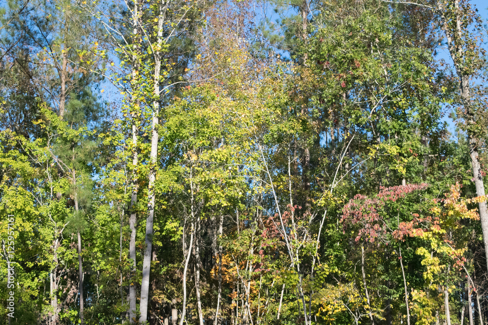 Fototapeta premium Fall trees