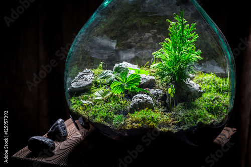 Stunning rain forest in a jar with self ecosystem photo