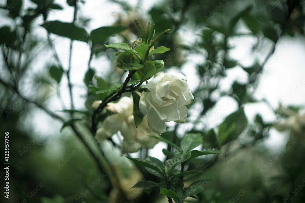 Fototapeta premium gardenia 栀子花
