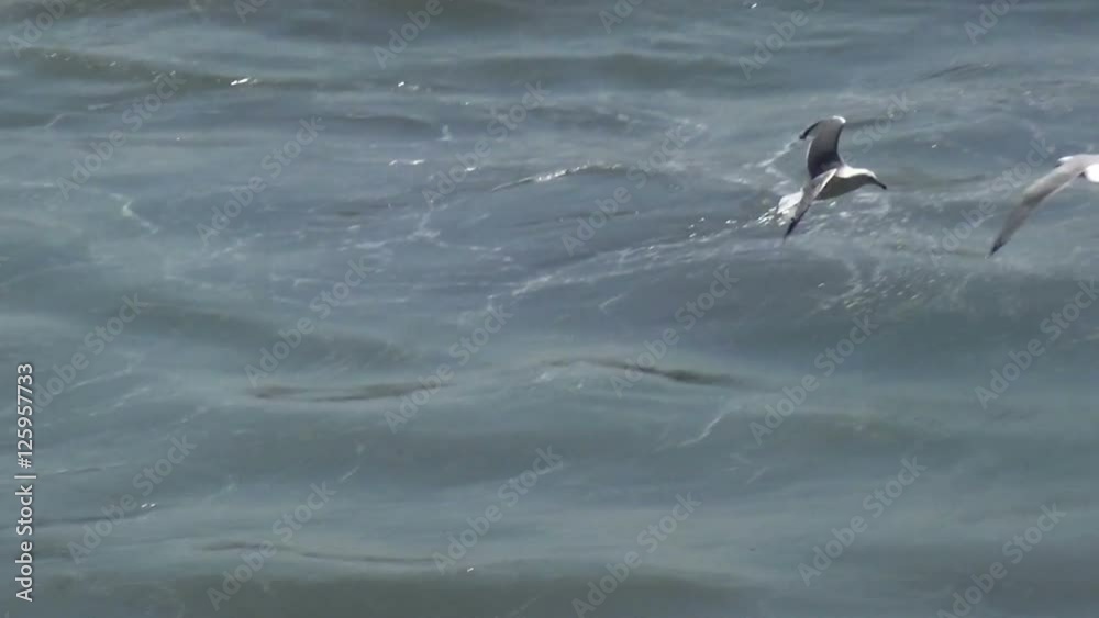 Seagulls over the sea surface. Slow motion clip. Seagulls over the sea surface. Slow motion clip.