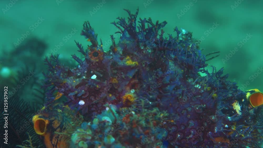 Weedy Scorpionfish - the Rhinopia Weedy Scorpionfish - the Rhinopia