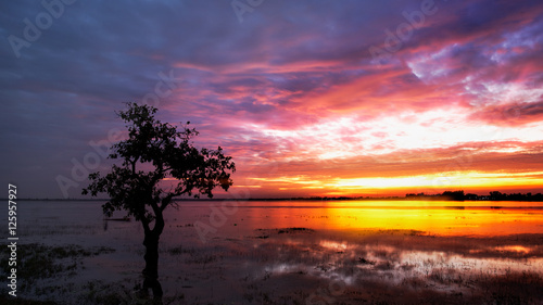 Silhouette tree in sunset. © paejar