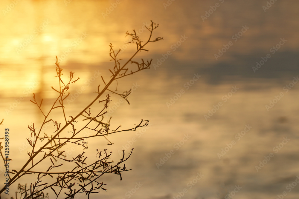 abstract background grass branches with water reflection of sunset