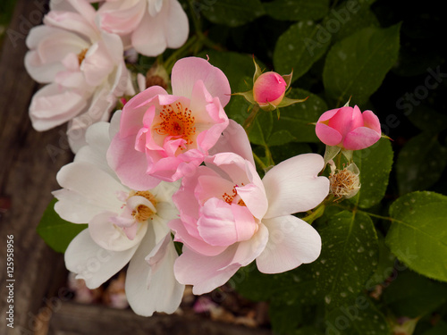 White and Pink Roses and Buds-Thorden Park, Syracuse NY photo