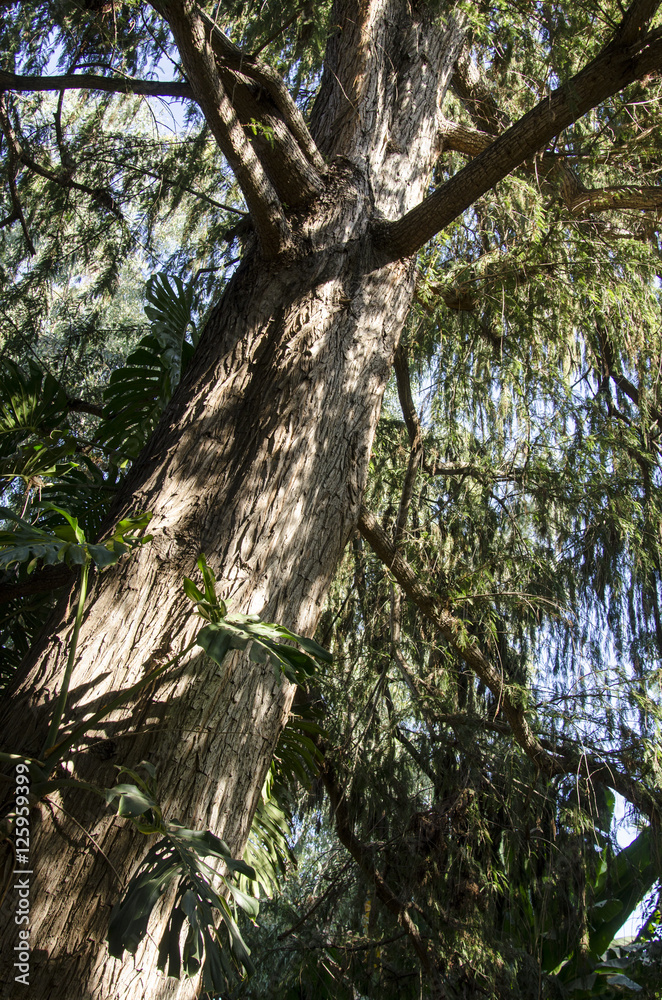Fototapeta premium Tree Trunk and Branches #2