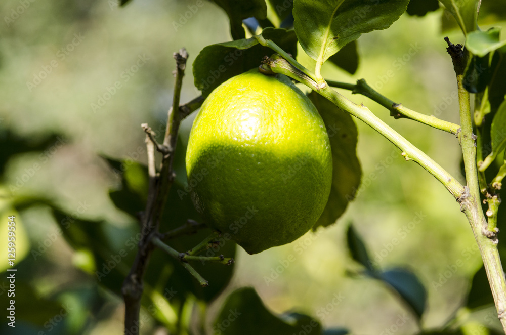 Citrus Tree with Fruit