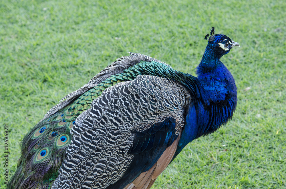 Fototapeta premium Male Peacock #3
